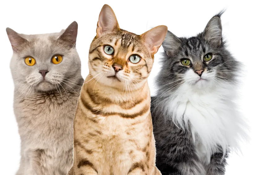 senior-happy-cat-package Senior Happy Cat Package