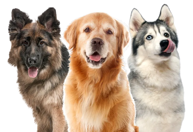 senior-happy-dog-package Senior Happy Dog Package