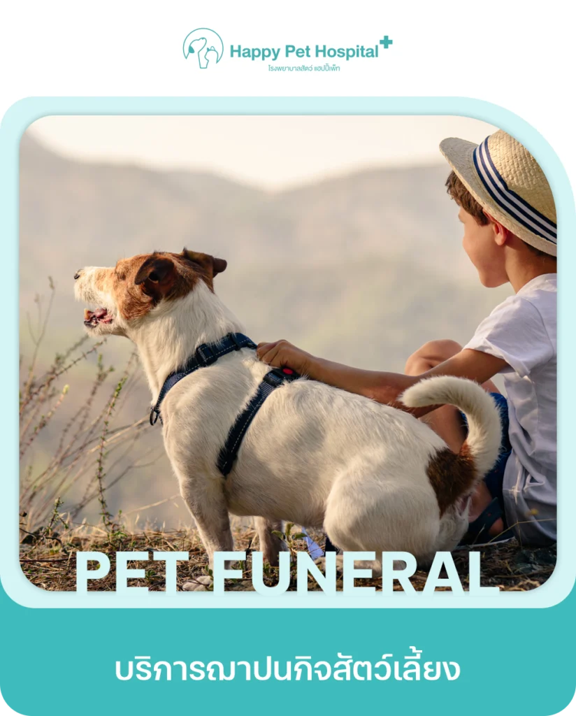 Services Pet Funeral
