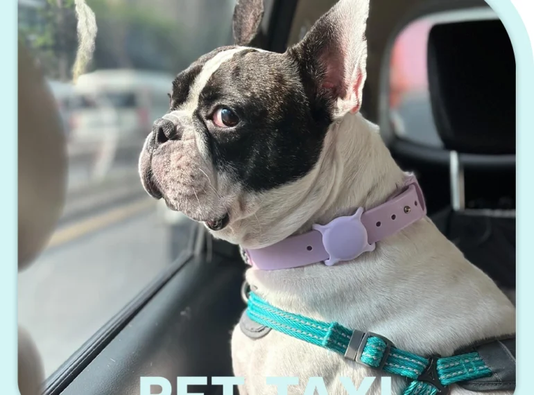 Pet Taxi