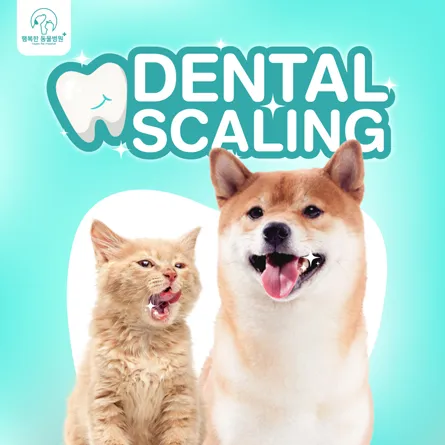 Dental Scaling Package