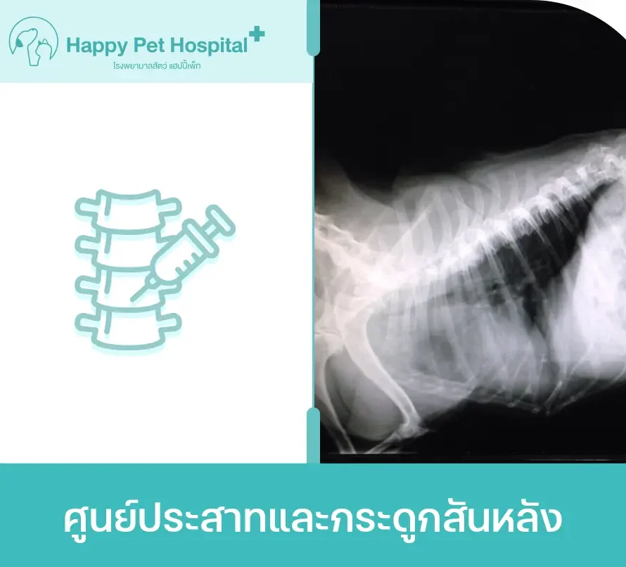 ศูนย์ประสาทและกระดูกสันหลัง