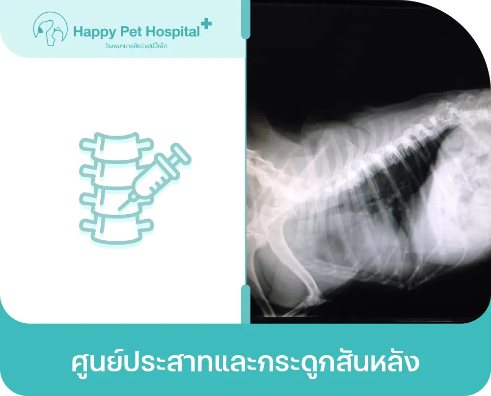ศูนย์ประสาทและกระดูกสันหลัง