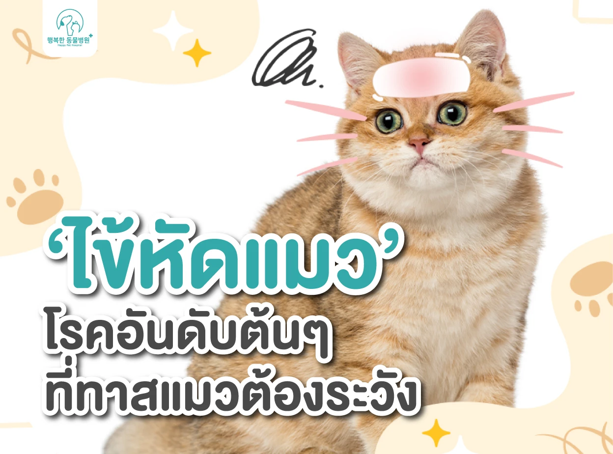 ไข้หัดแมว โรคอันดับต้นๆ ที่ทาสแมวต้องระวัง! | Happy Pet Hospital