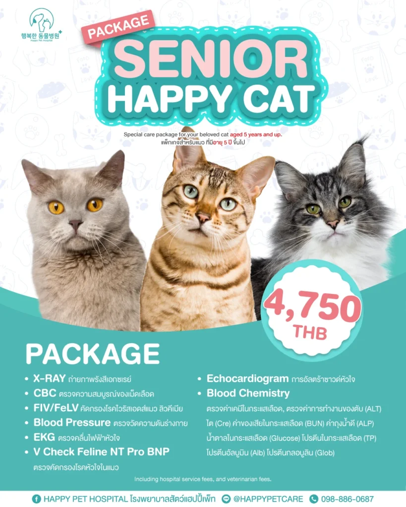 Senior Happy Cat Package