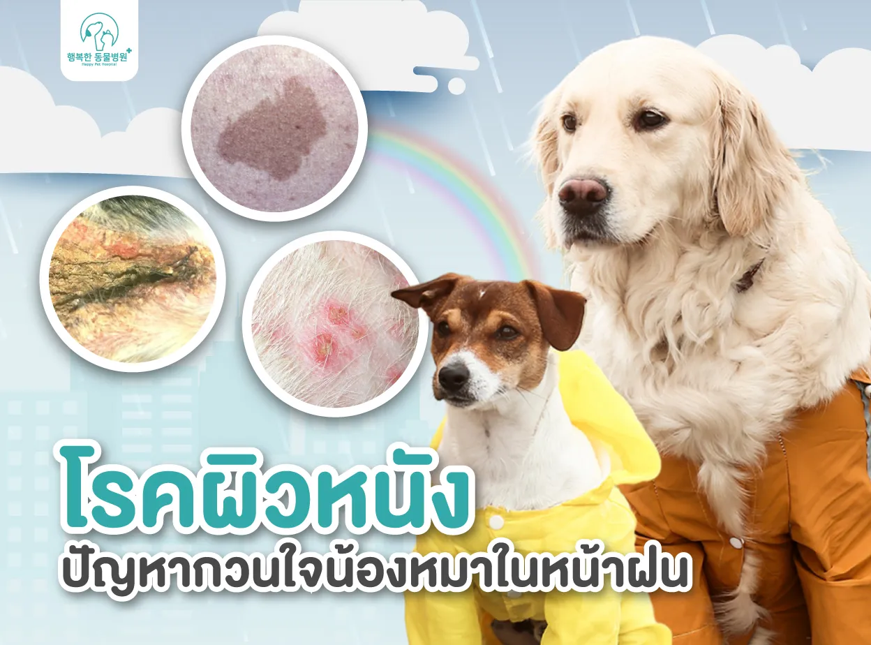 Skin Diseases : A problem that bothers dogs in the rainy season ...