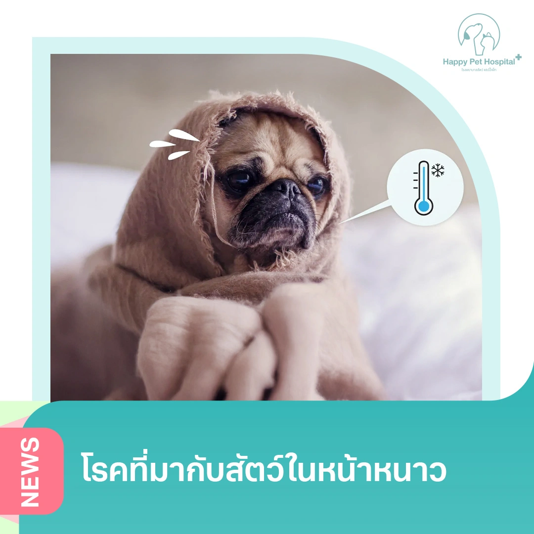 Diseases Affect Pets Winter