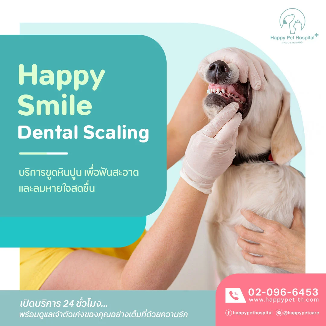 Happy Smile Dental Scaling